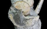 Ammonite (Hoploscaphites) & Baculites Association - South Dakota #6123-4